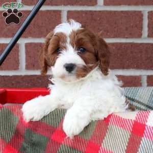 Cream, Cavapoo Puppy