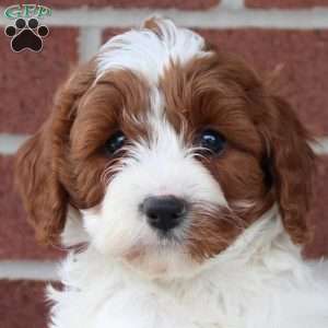 Cream, Cavapoo Puppy