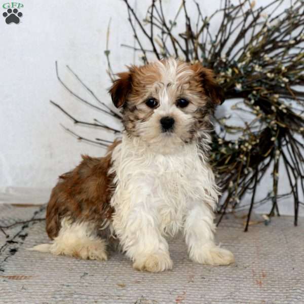 Crissy, Havanese Puppy