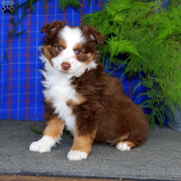 Crissy, Miniature Australian Shepherd Puppy