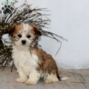 Crissy, Havanese Puppy