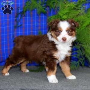 Crissy, Miniature Australian Shepherd Puppy