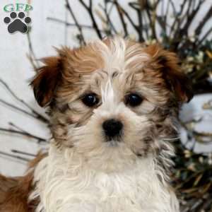 Crissy, Havanese Puppy