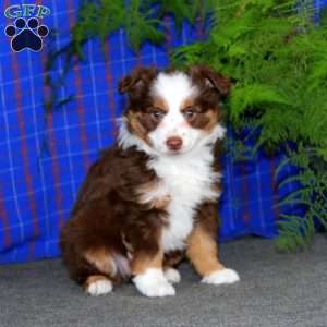 Crissy, Miniature Australian Shepherd Puppy