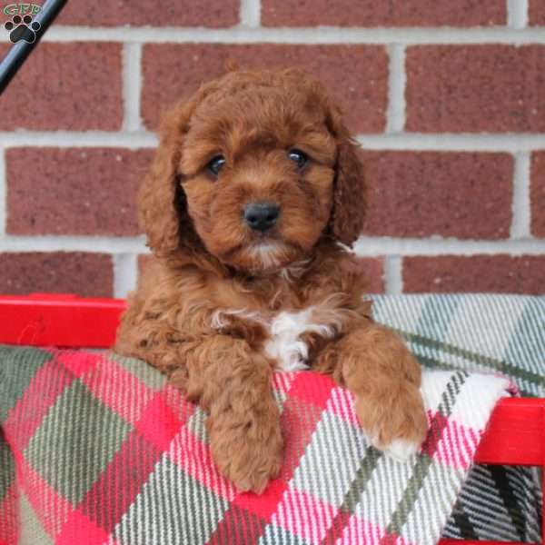 Crystal, Cavapoo Puppy