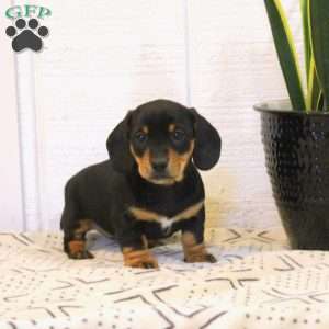 Crystal-Mini, Dachshund Puppy