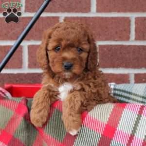 Crystal, Cavapoo Puppy