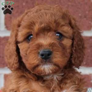 Crystal, Cavapoo Puppy