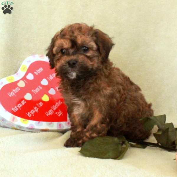 Cupid, Havapoo Puppy