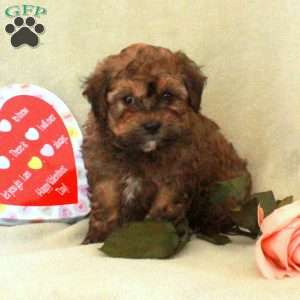 Cupid, Havapoo Puppy