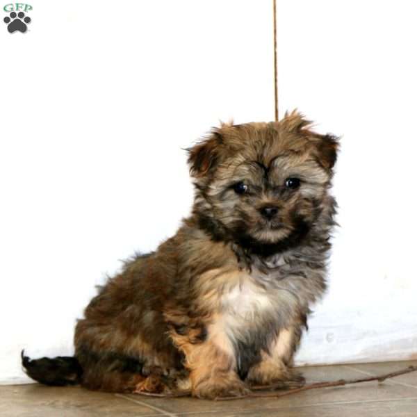 Cutie, Havanese Puppy