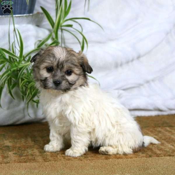 Cutie, Teddy Bear Puppy