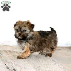 Cutie, Havanese Puppy