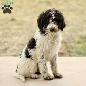 Arlo, Mini Sheepadoodle Puppy