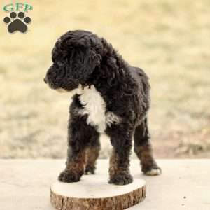 Bandit, Mini Bernedoodle Puppy