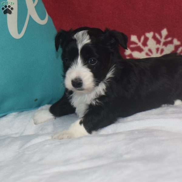 Princess, Aussiedoodle Puppy