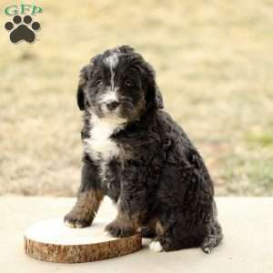 Braden, Mini Bernedoodle Puppy