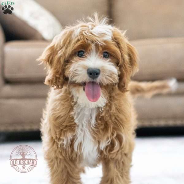 Marley, Cavapoo Puppy