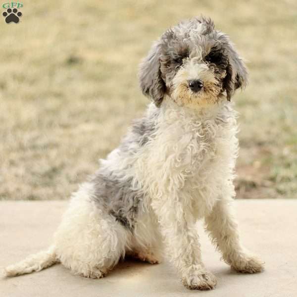 Audrey, Mini Sheepadoodle Puppy