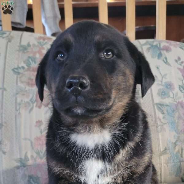 Junior, Labrador Mix Puppy