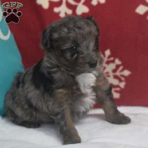 Sasha, Aussiedoodle Puppy