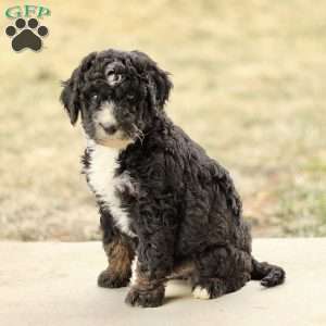 Bandit, Mini Bernedoodle Puppy