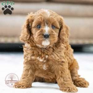 Sage, Cavapoo Puppy