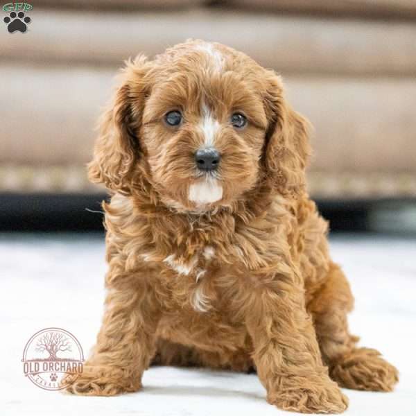 Sage, Cavapoo Puppy