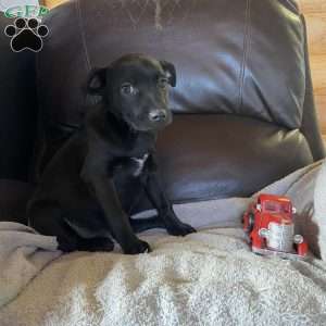 Chase, Labrador Mix Puppy