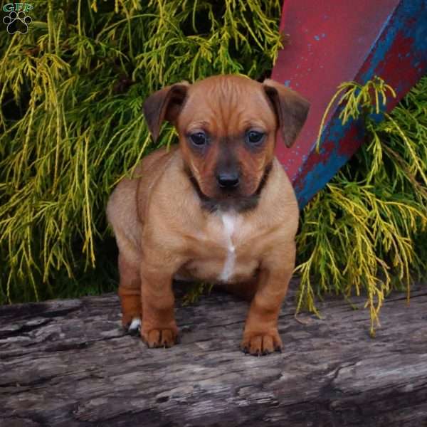 Trixie, Dachshund Mix Puppy