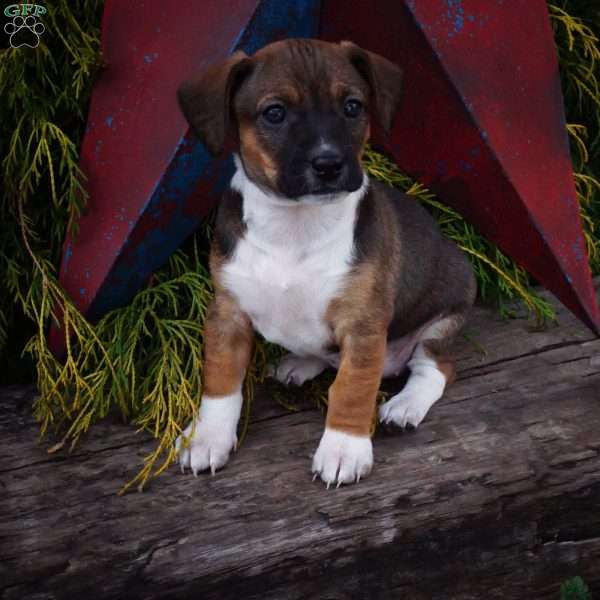 Talia, Dachshund Mix Puppy