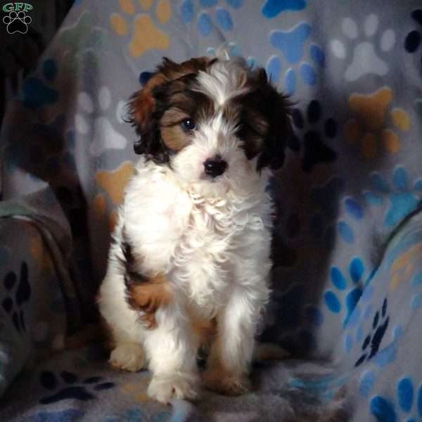 Milo, Cavapoo Puppy