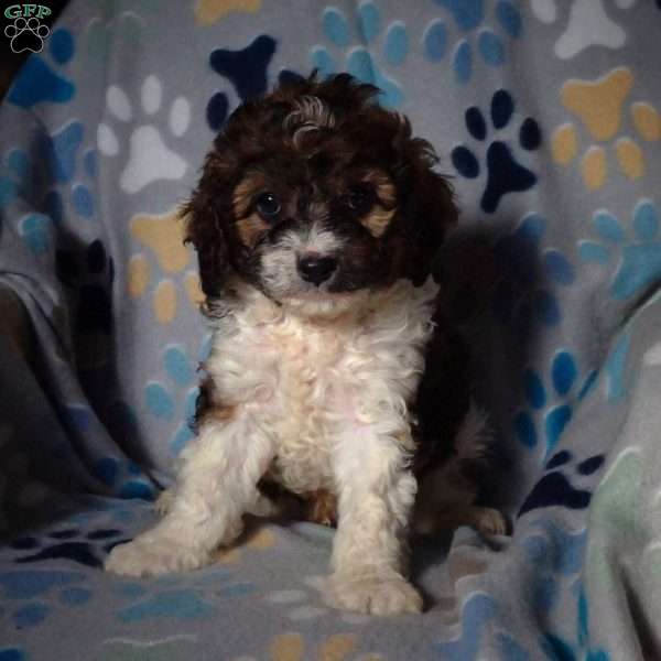 Mitchell, Cavapoo Puppy