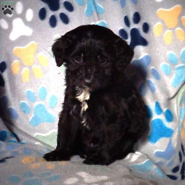 Midnight, Cavapoo Puppy