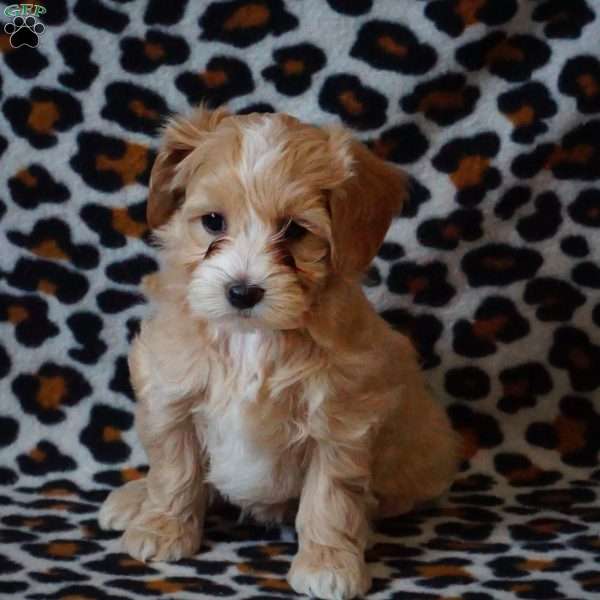 Shelby, Maltipoo Puppy