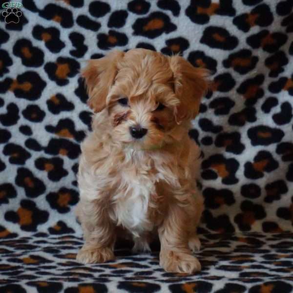 Sasha, Maltipoo Puppy