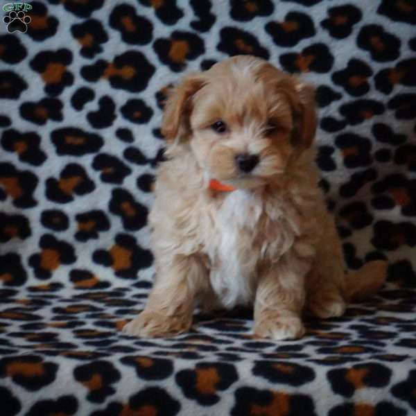 Samson, Maltipoo Puppy