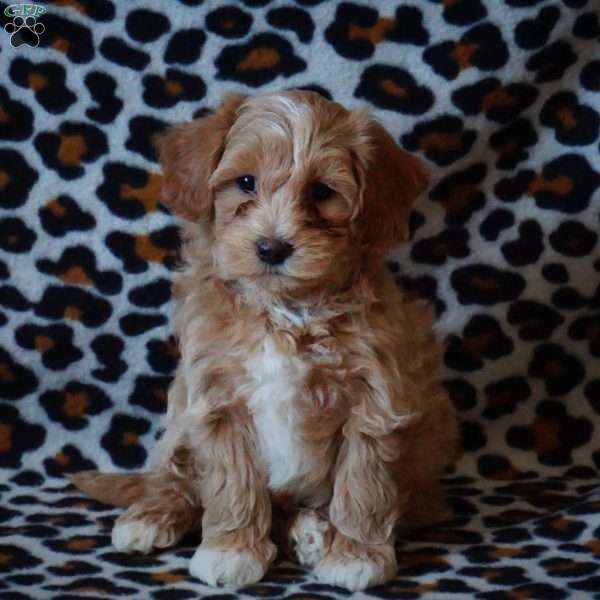 Scout, Maltipoo Puppy