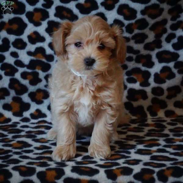 Sage, Maltipoo Puppy