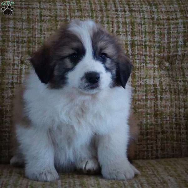 Abby, Australian Shepherd Mix Puppy