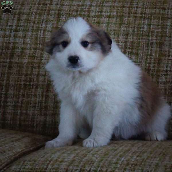 Arthur, Australian Shepherd Mix Puppy