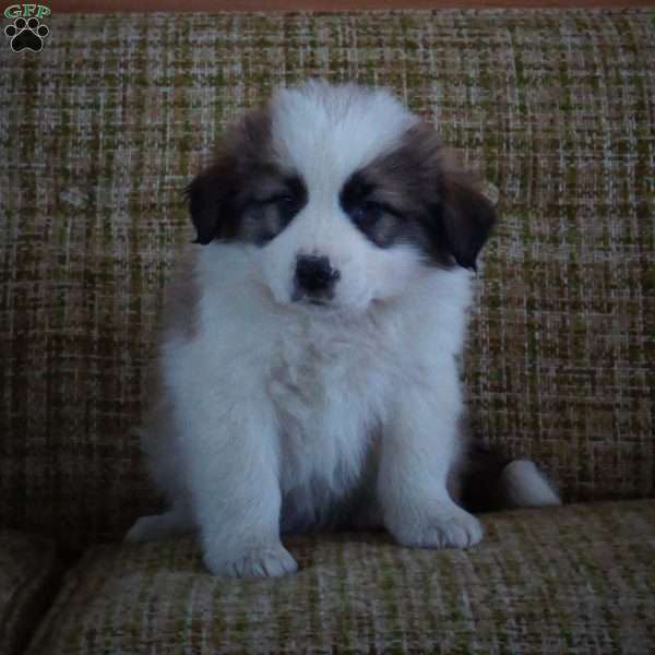 Apollo, Australian Shepherd Mix Puppy