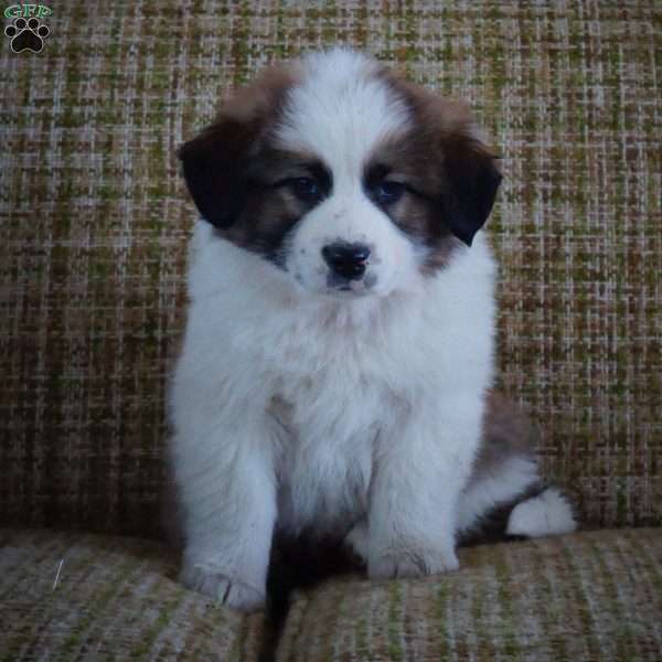 Arlo, Australian Shepherd Mix Puppy