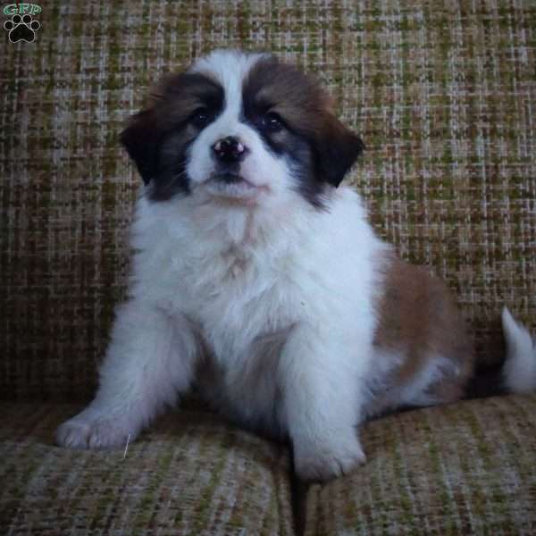 Alan, Australian Shepherd Mix Puppy