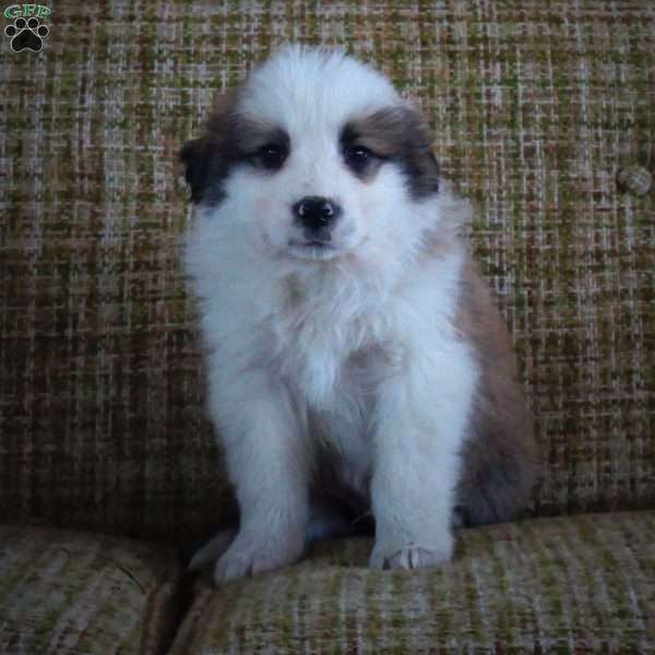 Alex, Australian Shepherd Mix Puppy