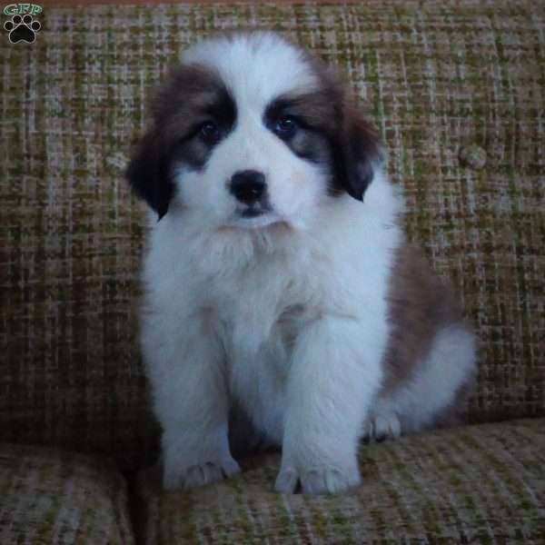 August, Australian Shepherd Mix Puppy