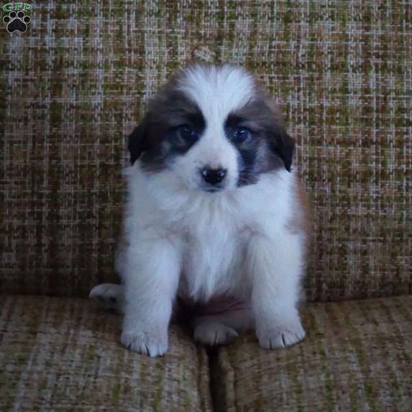 Allie, Australian Shepherd Mix Puppy