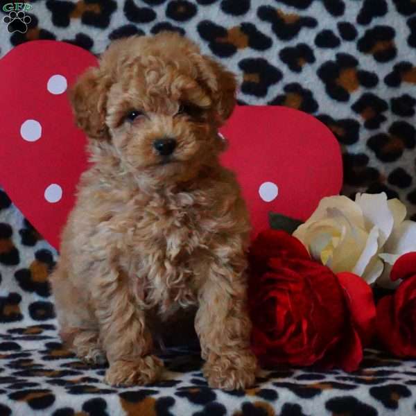 Milo, Maltipoo Puppy