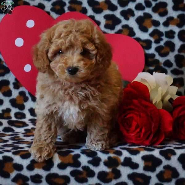 Max, Maltipoo Puppy