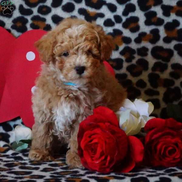 Murphy, Maltipoo Puppy